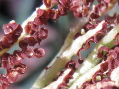 Sceptridium ternatum