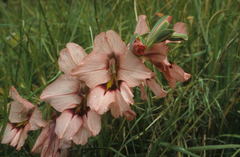 Gladiolus meliusculus