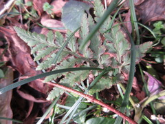 Sceptridium ternatum