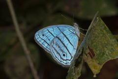 Caeruleuptychia