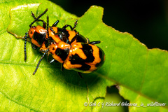 Phyllocharis undulata