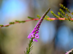 Comesperma virgatum