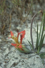 Babiana ringens australis