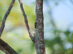 Strongylium decoratum