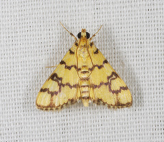 Glycythyma leonina