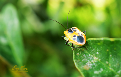Runibia euopta