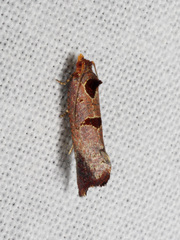 Glyphidoptera insignana