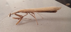 Bistanta mexicana