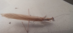 Bistanta mexicana