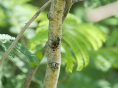 Strongylium decoratum