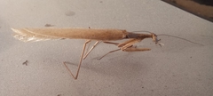 Bistanta mexicana