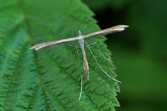 Stenoptilia pterodactyla
