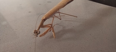 Bistanta mexicana
