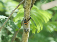 Strongylium decoratum