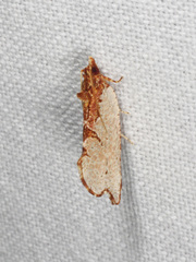 Glyphidoptera polymita