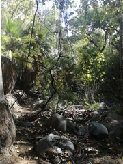 Vitis peninsularis