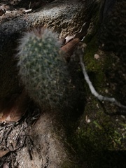 Mammillaria phitauiana