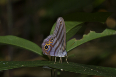 Chloreuptychia herseis