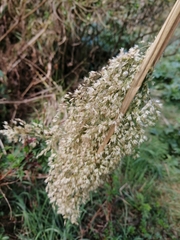 Trisetum virletii