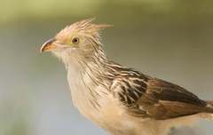 Guira Cuckoo photo 1