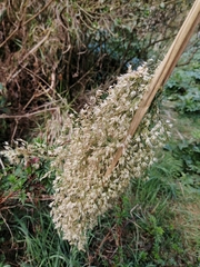 Trisetum virletii