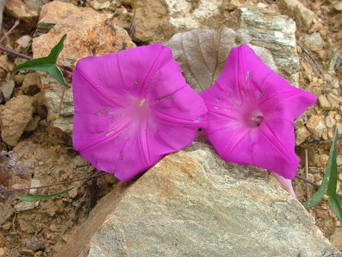 Image of Ipomoea elongata by (c) Leonardo O. Alvarado Cárdenas, some rights reserved (CC BY)