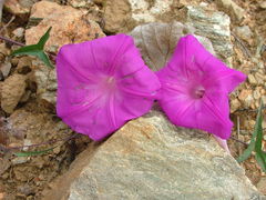 Ipomoea elongata