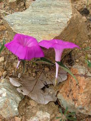 Ipomoea elongata
