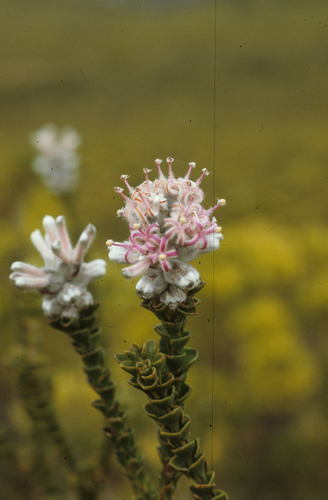 Image of Paranomus adiantifolius by (c) Tom Lloyd Evans, some rights reserved (CC BY-SA)