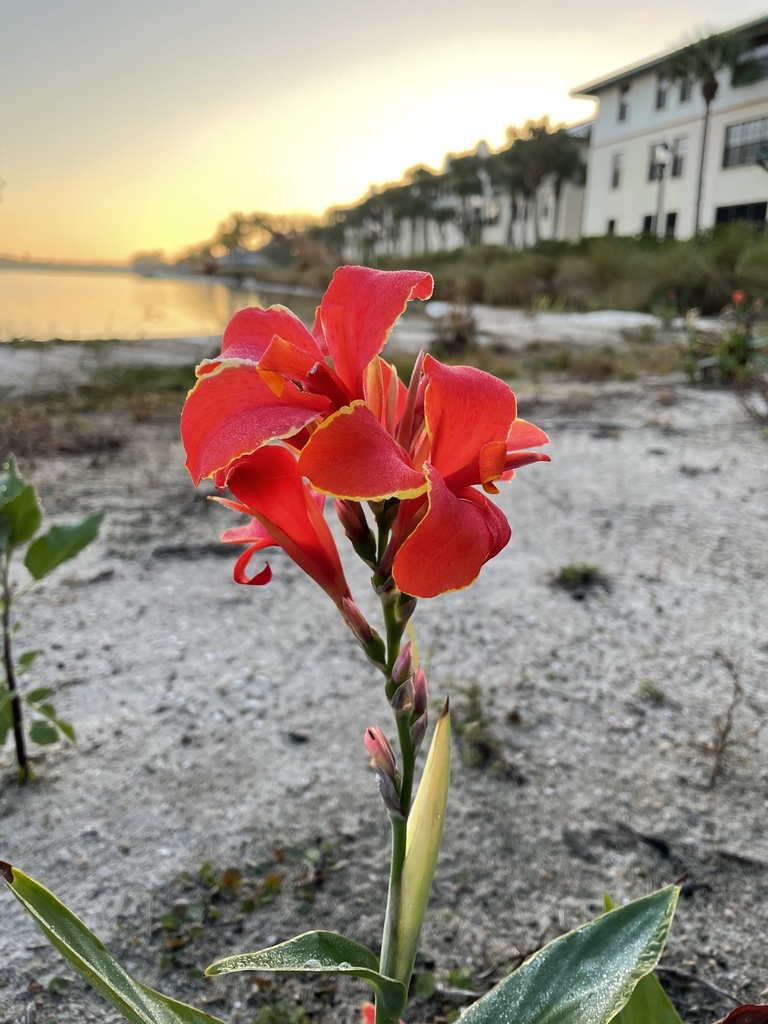 Canna × hybrida