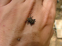 Peltophorus polymitus