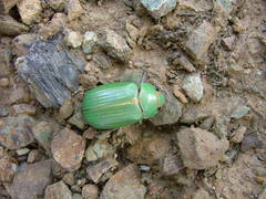 Chrysina lacordairei