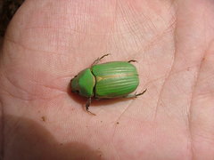 Chrysina lacordairei