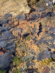 Gallionellaceae