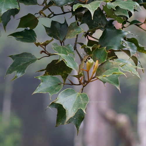 Exbucklandia
