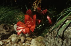 Gladiolus cardinalis