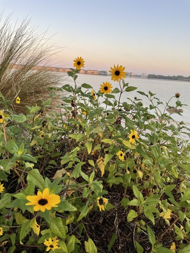 cucumberleaf sunflower