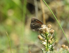 Cosmosatyrus leptoneuroides