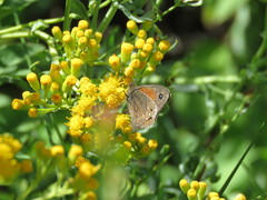 Cosmosatyrus leptoneuroides