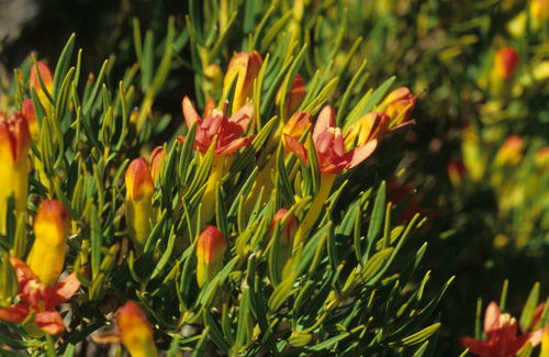 Red Lipstick (Endonema retzioides)