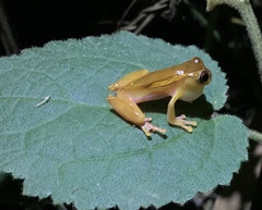 Dendropsophus bifurcus