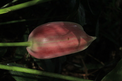 Anthurium formosum