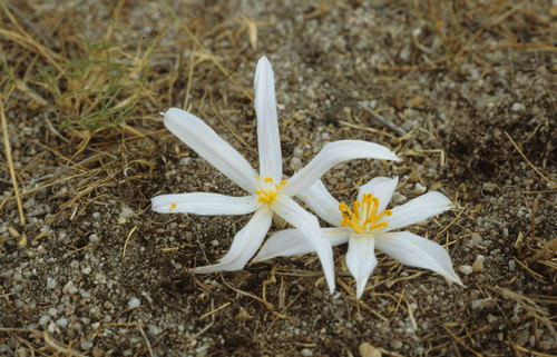 Gethyllis afra