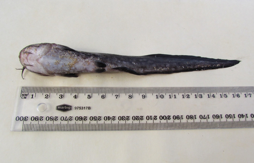 Cnidoglanis macrocephalus