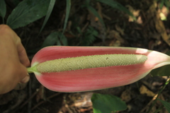 Anthurium formosum