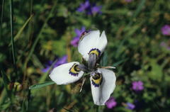 Moraea aristata