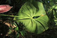 Anthurium formosum