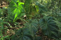 Anthurium formosum