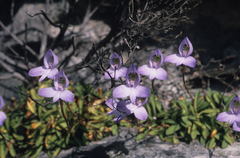Disa maculata