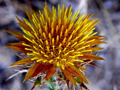 Carlina